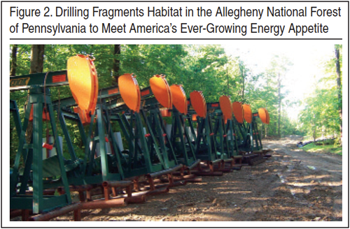 Image: Drilling Fragments Habitat in the Allegheny National Forest of PA to Meet America's Ever-Growing Energy Appetite