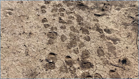 Tracks lead from an empty Border Patrol vehicle into the desert, an agent's boot print among those of illegal immigrants near Valentine, Texas