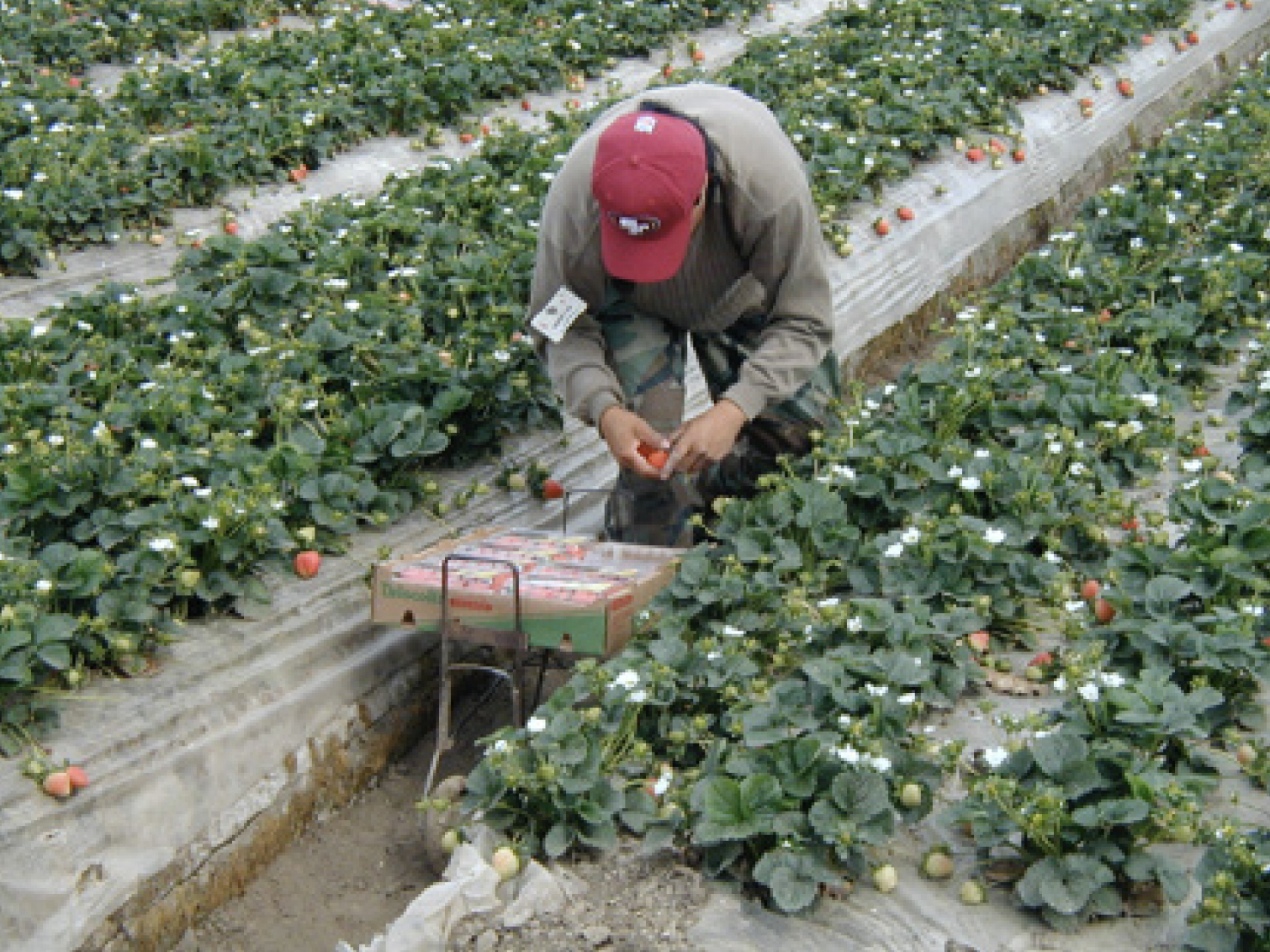Strawberry harvesters wheel a cart with clamshells between elevated rows